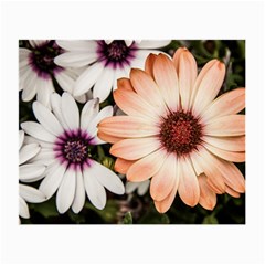 Beautiful Colourful African Daisies Small Glasses Cloth (2-side) by OZMedia