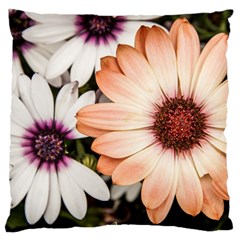 Beautiful Colourful African Daisies Large Flano Cushion Cases (Two Sides) 