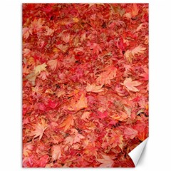 RED MAPLE LEAVES Canvas 12  x 16  