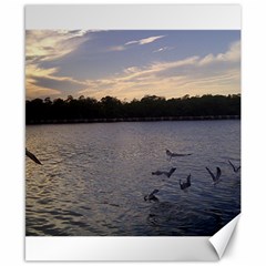 Intercoastal Seagulls 3 Canvas 8  X 10  by Jamboo