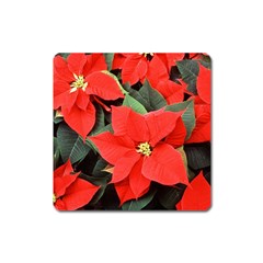 Poinsettia Square Magnet by trendistuff