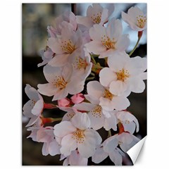 Sakura Canvas 12  X 16   by trendistuff