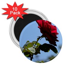 Red Rose 2 2 25  Magnets (10 Pack)  by trendistuff