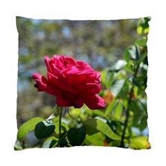 Red Rose 1 Standard Cushion Case (one Side)  by trendistuff