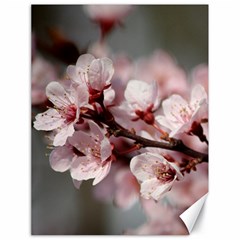 Plum Blossoms Canvas 18  X 24   by trendistuff
