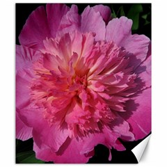 Paeonia Coral Canvas 20  X 24   by trendistuff