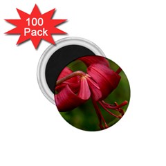 Lilium Red Velvet 1 75  Magnets (100 Pack)  by trendistuff
