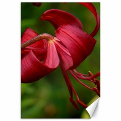 Lilium Red Velvet Canvas 12  X 18   by trendistuff