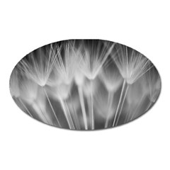 Dandelion Oval Magnet by trendistuff