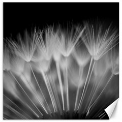 Dandelion Canvas 12  X 12   by trendistuff