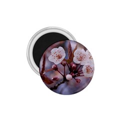 Cherry Blossoms 1 75  Magnets by trendistuff