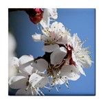 APRICOT BLOSSOMS Tile Coasters