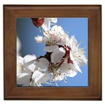 APRICOT BLOSSOMS Framed Tiles