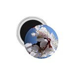 APRICOT BLOSSOMS 1.75  Magnets