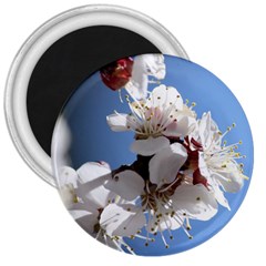 APRICOT BLOSSOMS 3  Magnets