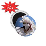 APRICOT BLOSSOMS 1.75  Magnets (10 pack) 