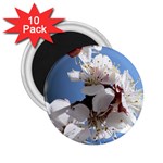 APRICOT BLOSSOMS 2.25  Magnets (10 pack) 