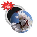 APRICOT BLOSSOMS 2.25  Magnets (100 pack) 