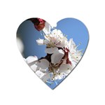 APRICOT BLOSSOMS Heart Magnet