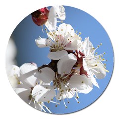 APRICOT BLOSSOMS Magnet 5  (Round)