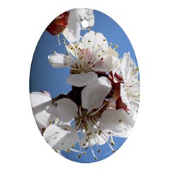 Apricot Blossoms Oval Ornament (two Sides) by trendistuff