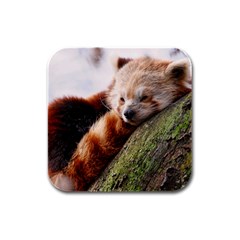 Red Panda Rubber Square Coaster (4 Pack)  by trendistuff