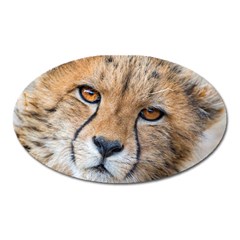 Leopard Laying Down Oval Magnet by trendistuff