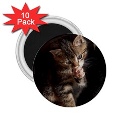 Talk To The Paw 2 25  Magnets (10 Pack)  by trendistuff