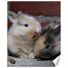 Small Baby Rabbits Canvas 11  X 14   by trendistuff