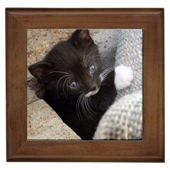Pretty Blue-eyed Kitty Framed Tiles by trendistuff