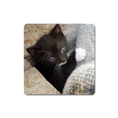 Pretty Blue-eyed Kitty Square Magnet by trendistuff