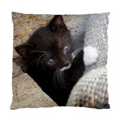 Pretty Blue-eyed Kitty Standard Cushion Case (one Side)  by trendistuff