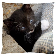 Pretty Blue-eyed Kitty Large Cushion Cases (one Side)  by trendistuff