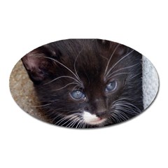 Kitty In A Corner Oval Magnet by trendistuff