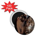 CUTE KITTIES 1.75  Magnets (100 pack) 