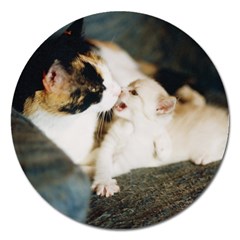 Calico Cat And White Kitty Magnet 5  (round) by trendistuff