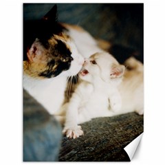 Calico Cat And White Kitty Canvas 36  X 48  