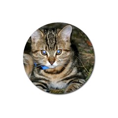 Blue-eyed Kitty Magnet 3  (round) by trendistuff