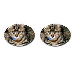 Blue-eyed Kitty Cufflinks (oval) by trendistuff