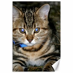 Blue-eyed Kitty Canvas 12  X 18   by trendistuff