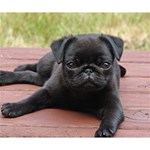 ALERT PUG PUPPY Deluxe Canvas 14  x 11  14  x 11  x 1.5  Stretched Canvas