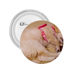 Adorable Sleeping Puppy 2 25  Buttons by trendistuff