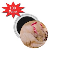 Adorable Sleeping Puppy 1 75  Magnets (100 Pack)  by trendistuff