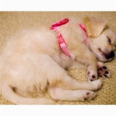 Adorable Sleeping Puppy Collage 8  X 10  by trendistuff