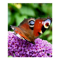 Peacock Butterfly Shower Curtain 60  X 72  (medium)  by trendistuff