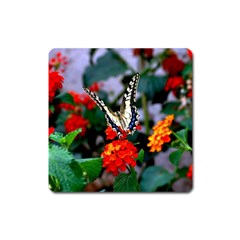 Butterfly Flowers 1 Square Magnet by trendistuff