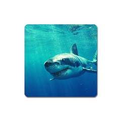 Great White Shark 1 Square Magnet by trendistuff