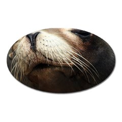 Cute Sea Lion Oval Magnet by trendistuff