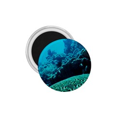 Coral Reefs 2 1 75  Magnets by trendistuff