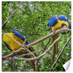 South American Couple Of Parrots Canvas 16  X 16   by dflcprints